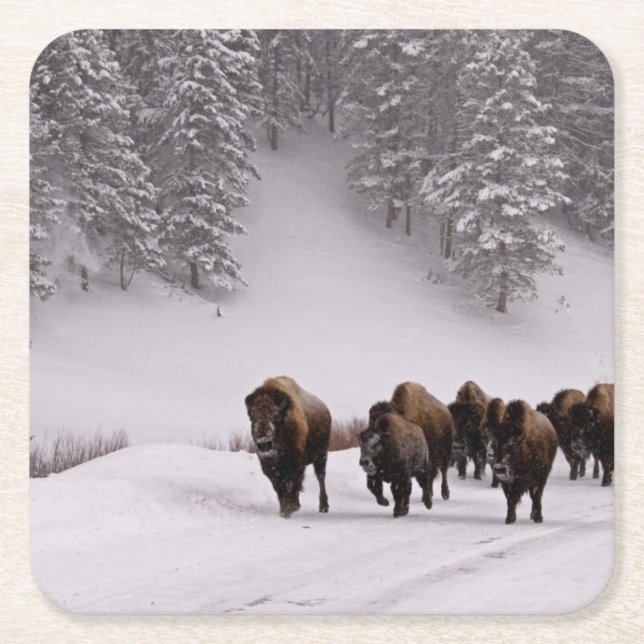 Bison i vinter underlägg papper kvadrat (Framsidan)