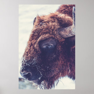 BISON I VINTERN POSTER