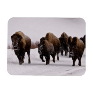 Bison i Winter Magnet
