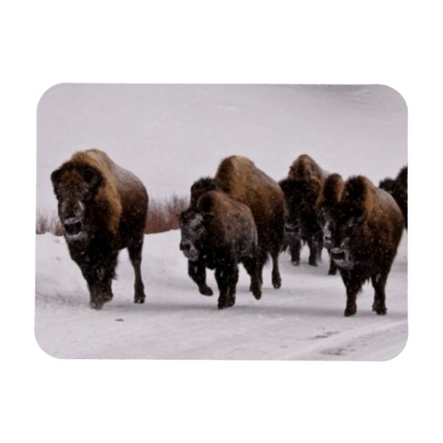 Bison i Winter Magnet (Horisontell)