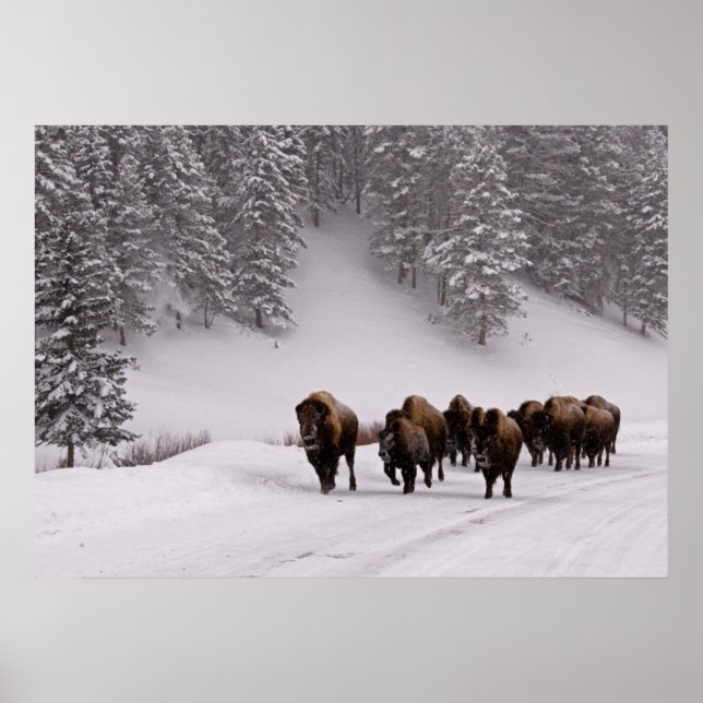 Bison i Winter Poster (Framsidan)