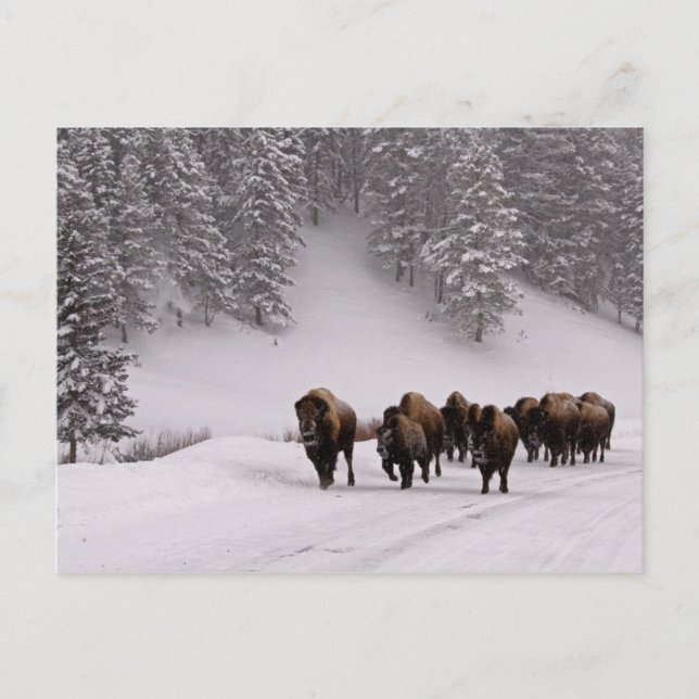 Bison i Winter Vykort (Framsida)