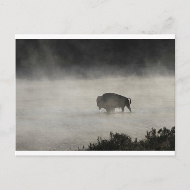 Bison i Winter Yellowstone Vykort (Framsida)