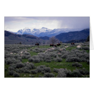 Bison i Yellowstone Hälsningskort