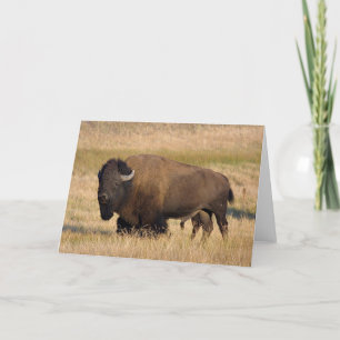 Bison i Yellowstone Kort