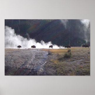 Bison i Yellowstone Poster