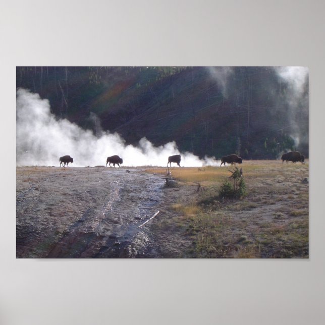 Bison i Yellowstone Poster (Framsidan)