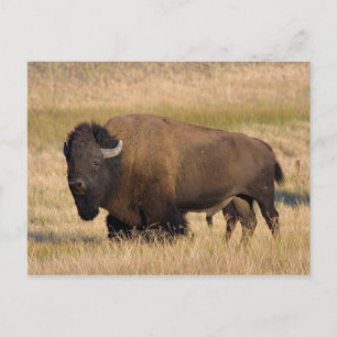 Bison i Yellowstone Vykort