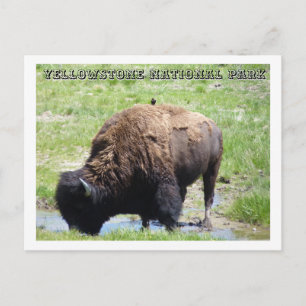 Bison i Yellowstone Vykort