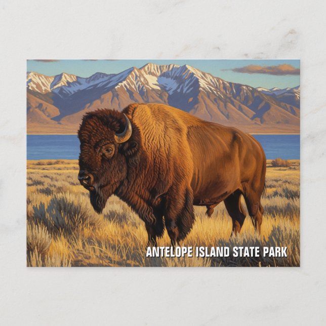Bison in Antelope Island State Park Utah Vykort (Framsida)