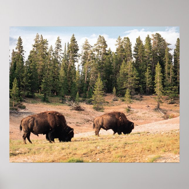 Bison in Yellowstone National Park , Wyoming Poster (Framsidan)