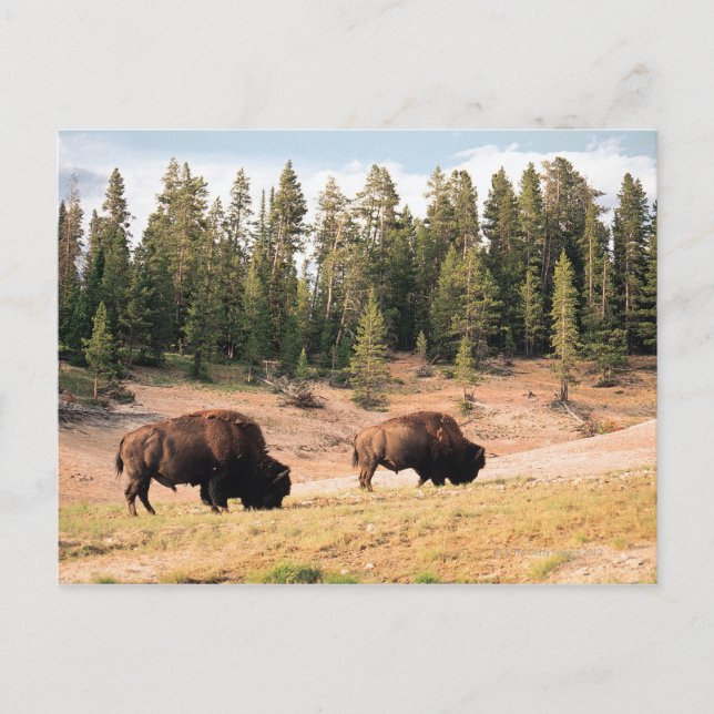 Bison in Yellowstone National Park , Wyoming Vykort (Framsida)