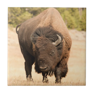 Bison Kakelplatta