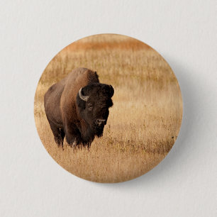 Bison Knapp