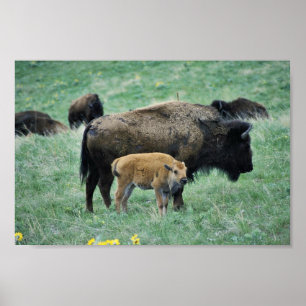Bison ko och kalv poster