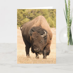 Bison Kort