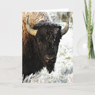 Bison Kort