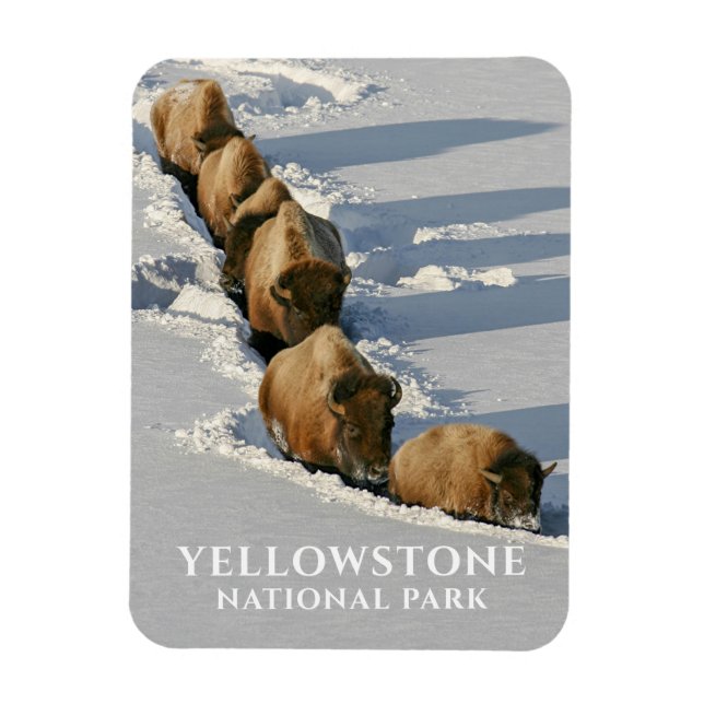 Bison Line Walking through Deep Snö, Yellowstone Magnet (Vertikal)