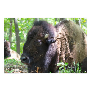 Bison, Lone Elk Park, St Louis Fototryck