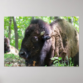Bison, Lone Elk Park, St Louis, MO Poster
