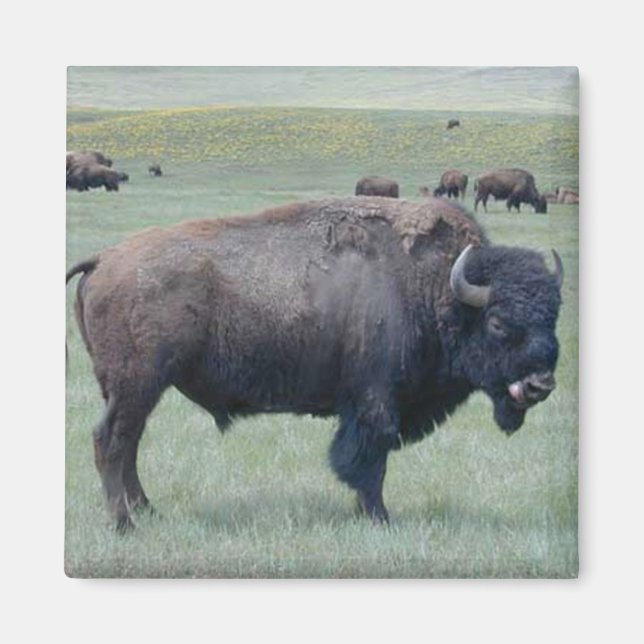 Bison Magnet (Framsidan)