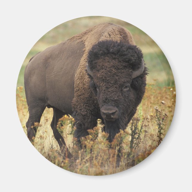 Bison Magnet (Framsidan)