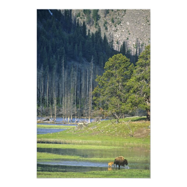 Bison med kalv i Yellowstone National Park Fototryck (Framsidan)