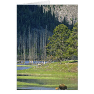 Bison med kalv i Yellowstone National Park Hälsningskort