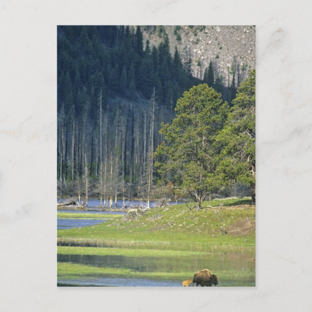 Bison med kalv i Yellowstone National Park Vykort (Framsida)