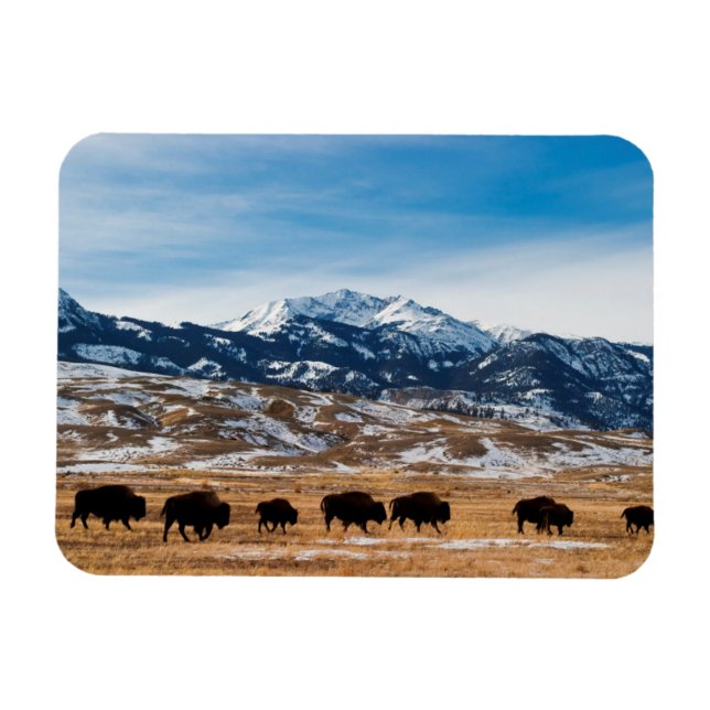 Bison Migration Magnet (Horisontell)