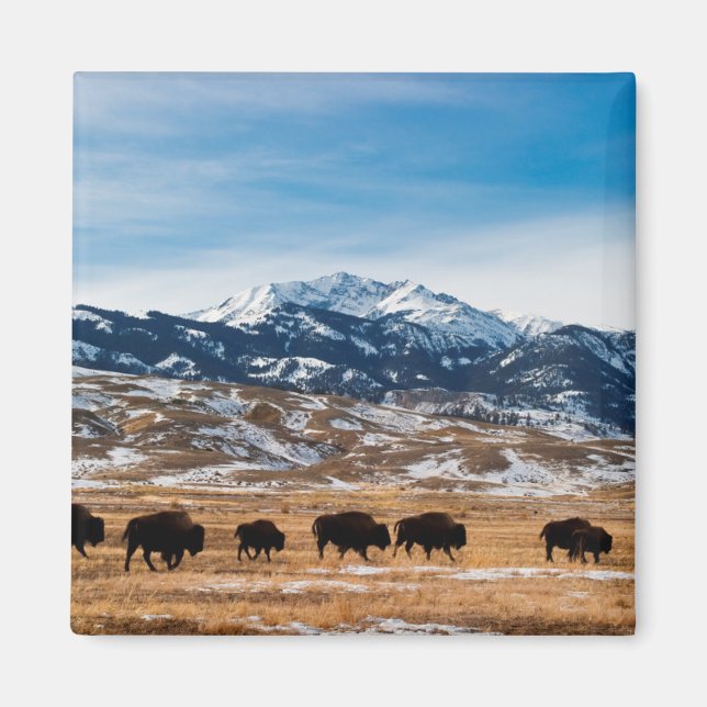 Bison Migration Magnet (Framsidan)