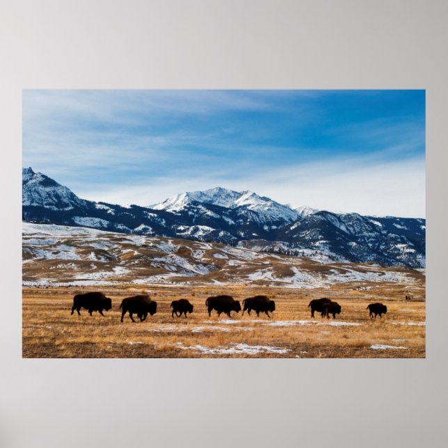 Bison Migration Poster (Framsidan)