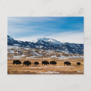 Bison Migration Vykort