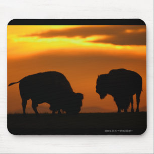 Bison Musmatta