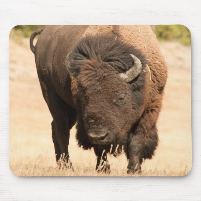 Bison Musmatta (Framsidan)