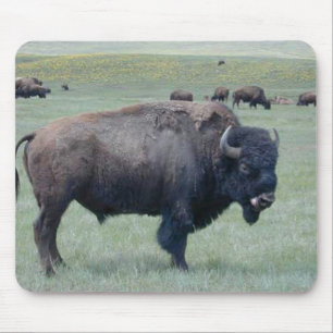 Bison Musmatta