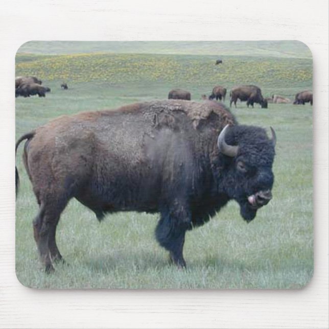 Bison Musmatta (Framsidan)