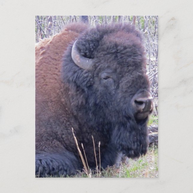 Bison Närbild Postkort Vykort (Framsida)