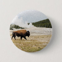 Bison och gammalt troget