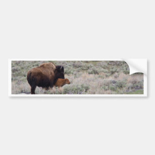 Bison och kalv bildekal