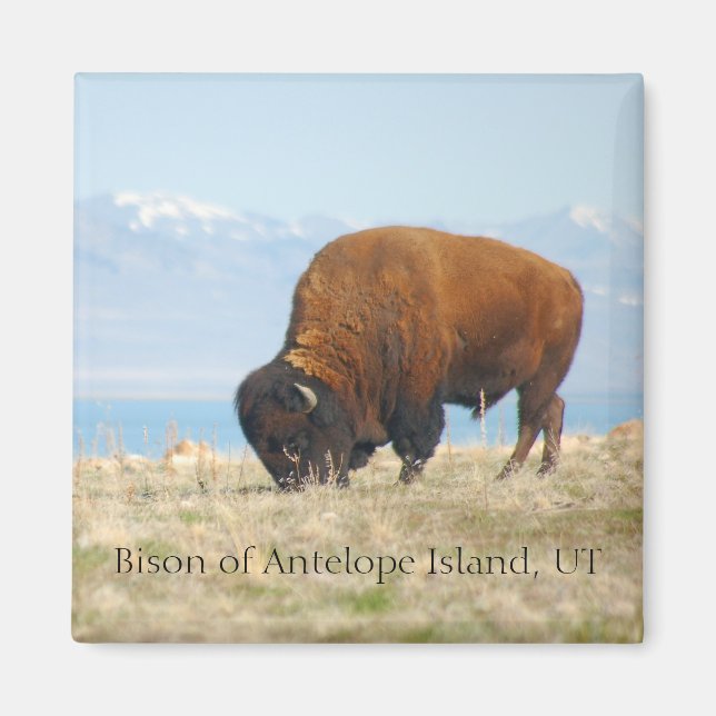 Bison of Antelope Island, UT Magnet (Framsidan)