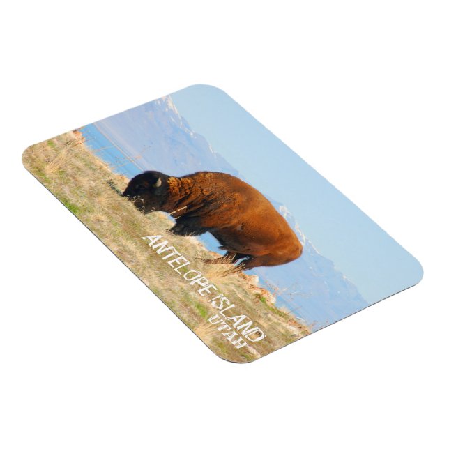 Bison of Antelope Island, Utah Magnet (Högersidan)