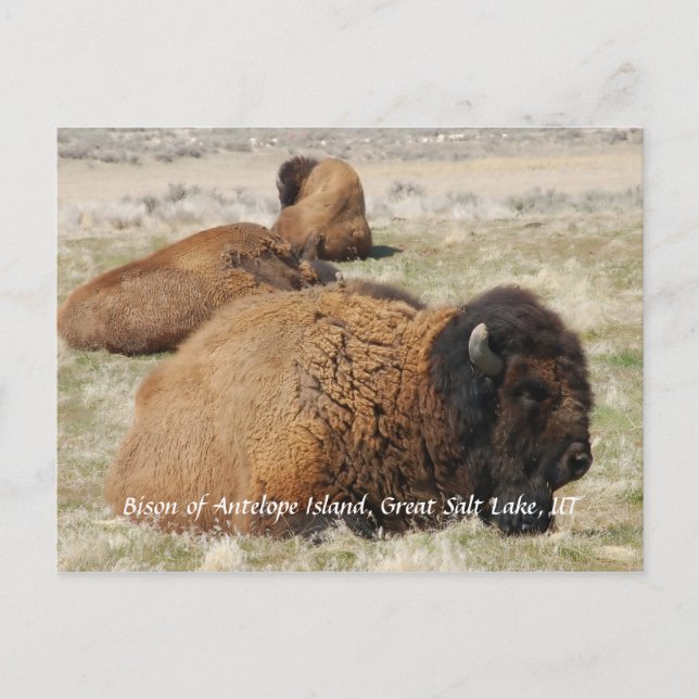 Bison of Antelope Island Vykort (Framsida)