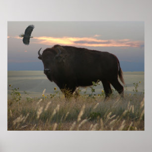 Bison & örn poster