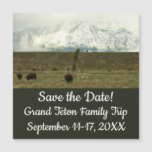 Bison på Grand Teton National Park Photography