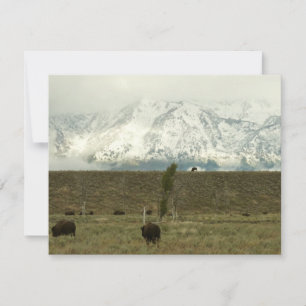 Bison på Grand Teton National Park Photography
