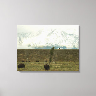Bison på Grand Teton National Park Photography Canvastryck