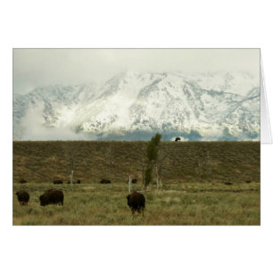 Bison på Grand Teton National Park Photography Hälsningskort
