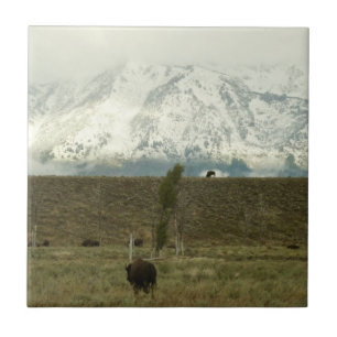 Bison på Grand Teton National Park Photography Kakelplatta