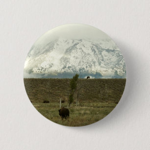 Bison på Grand Teton National Park Photography Knapp